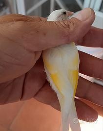 Cardellini acianici