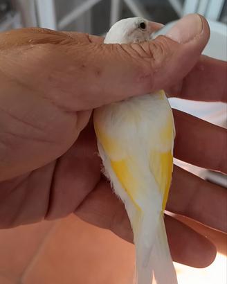 Cardellini acianici