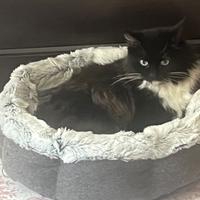 Gatta adulta pura razza siberiano