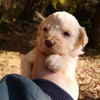 Lagotto romagnolo cucciolo tartufo