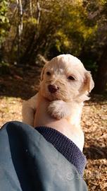 Lagotto romagnolo cucciolo tartufo