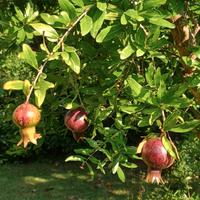 vaso di terracotta con pianta di melograno