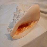 Conchiglia grande 