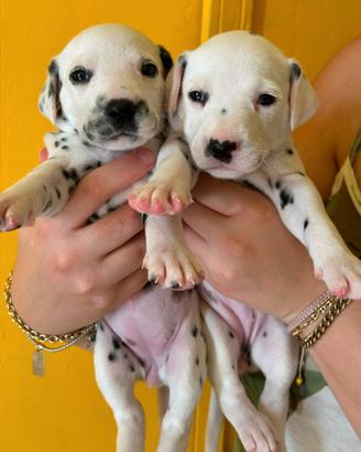 Cuccioli Dalmata con Pedigree(Allevamento Enci/Fci