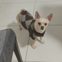 Chihuahua