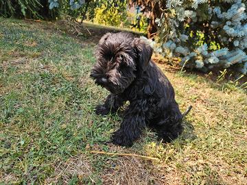 Schnauzer nano cuccioli Zwergschnauzer