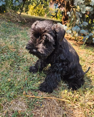 Schnauzer nano cuccioli Zwergschnauzer