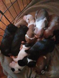 Vendita cuccioli di Pitbull