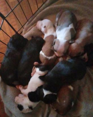 Vendita cuccioli di Pitbull
