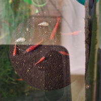 Neocaridine / Caridine Red Cherry