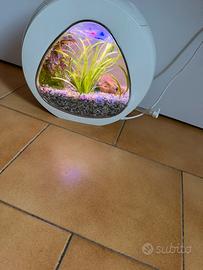 Acquario