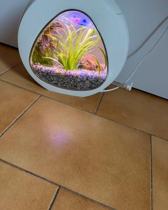 Acquario