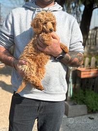 Barboncino albicocca nano