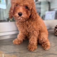 Cucciola di Barboncino toy
