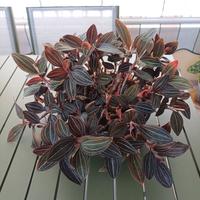 Ludisia Discolor Orchidea Gioiello