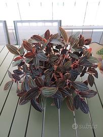 Ludisia Discolor Orchidea Gioiello