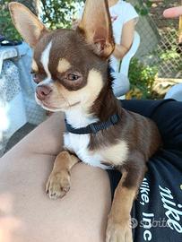 Chihuahua per monta