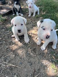 Dogo argentino e pastore del Caucaso