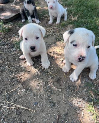 Dogo argentino e pastore del Caucaso