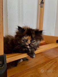 Cucciola persiana tortie