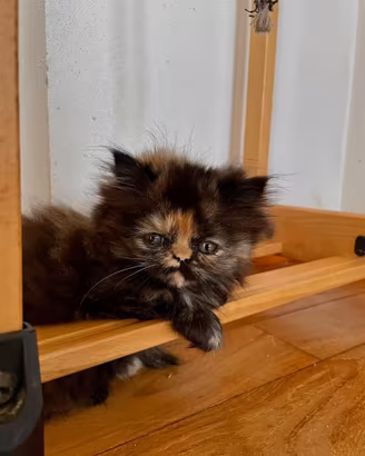 Cucciola persiana tortie
