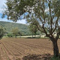 Terreno agricolo 4897 mq - bellona