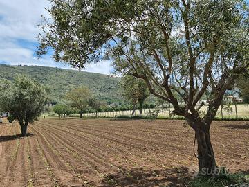 Terreno agricolo 4897 mq - bellona