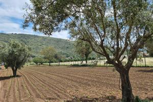 Terreno agricolo 4897 mq - bellona