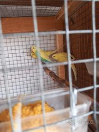 Cocorita