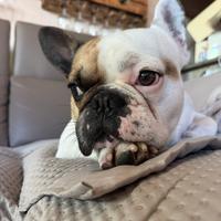 Bulldog francese disponibile per monta