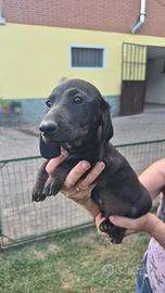 Cuccioli di cane