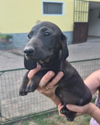 Cuccioli di cane