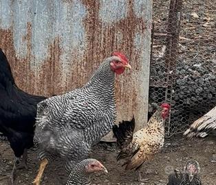 Gallo Amrock
