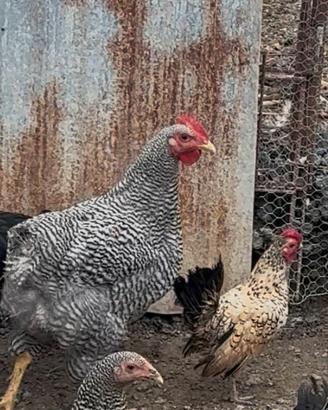 Gallo Amrock