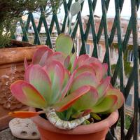Pianta grassa  KALANCHOE THYRSIFLORA 30€