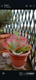 Pianta grassa  KALANCHOE THYRSIFLORA 30€
