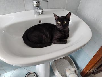 Gattino spera di trovare casa