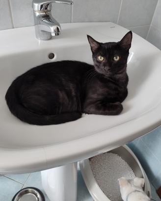 Gattino spera di trovare casa