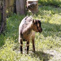 Caprettino di razza tibetana