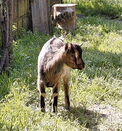 Caprettino di razza tibetana