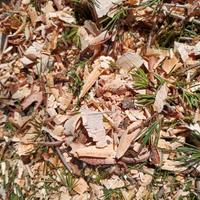 tritato di cedro del Himalaya 