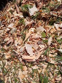 tritato di cedro del Himalaya 