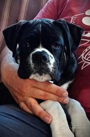 Cucciolone Boxer