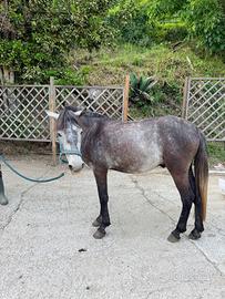 Pony maschio 1.38