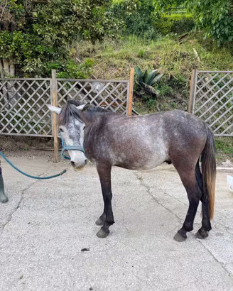Pony maschio 1.38