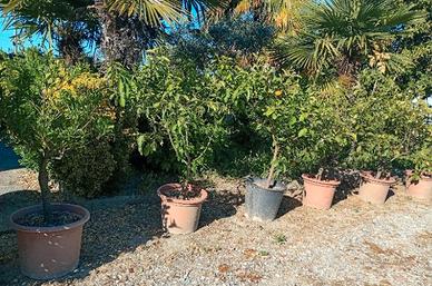 piante di agrumi in vaso