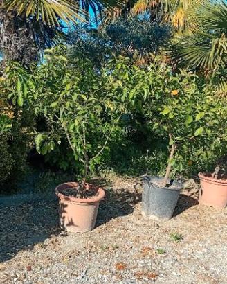 piante di agrumi in vaso