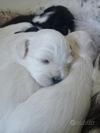 cuccioli maschi razza Maltese/malShizu 