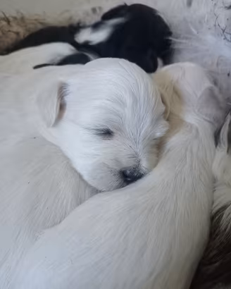 cuccioli maschi razza Maltese/malShizu 