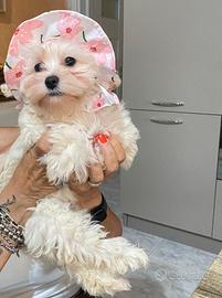 Maltipoo